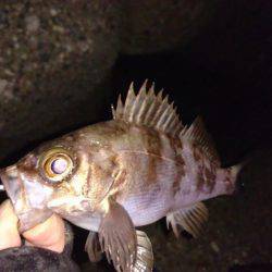 ご近所メバリング