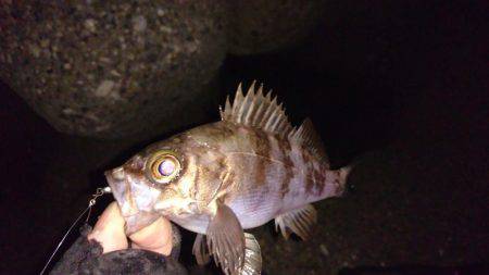 ご近所メバリング