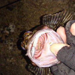 ワインド時々プラグ