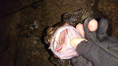 ワインド時々プラグ