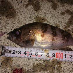 12時間耐久メバルプラッキング