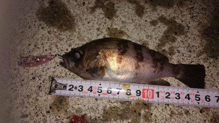 12時間耐久メバルプラッキング