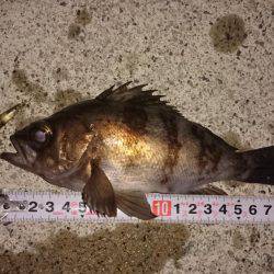 メバルプラッキング