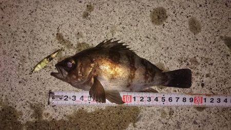 メバルプラッキング