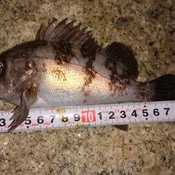 メバルプラッキング