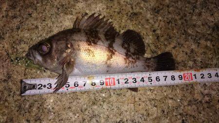 メバルプラッキング