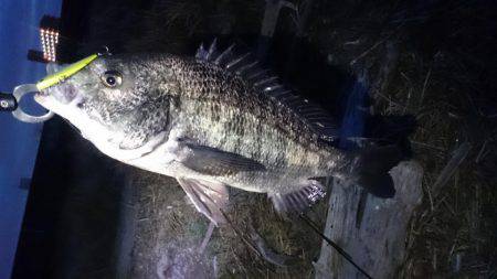 淀川マチヌでました！