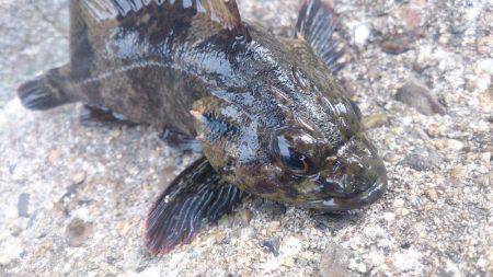 大物狙い…のちおかず確保