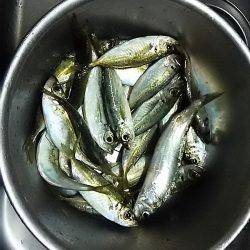 サビキ釣りでアジ