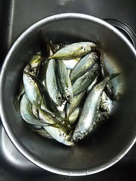サビキ釣りでアジ