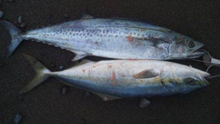 ショアジギング釣行