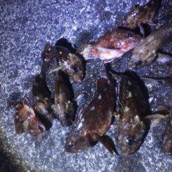 やっぱり釣れるコウイカ