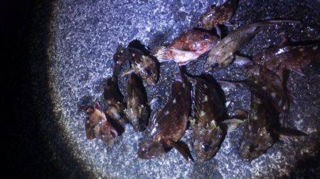 やっぱり釣れるコウイカ