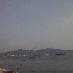 サゴシの数釣り