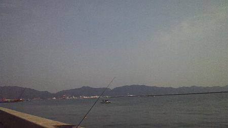 サゴシの数釣り