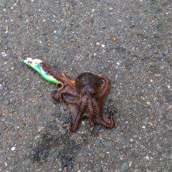 コウイカエギング