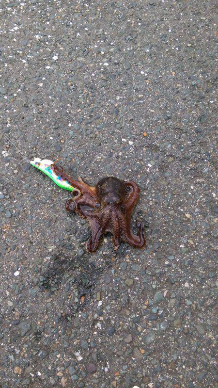 コウイカエギング