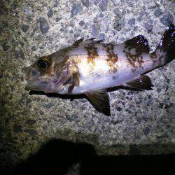 またまた親海公園