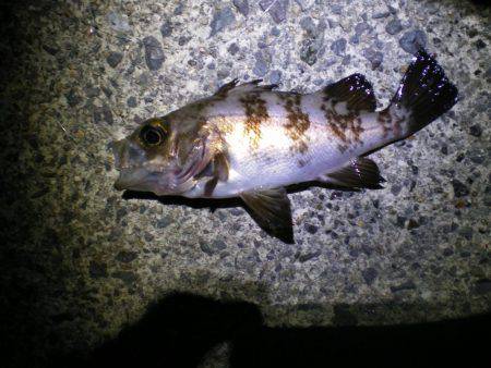 またまた親海公園