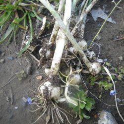 久しぶりの釣果