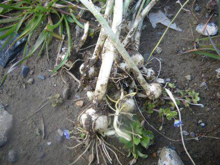 久しぶりの釣果