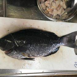 シマアジ求めて