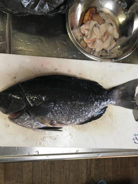 シマアジ求めて