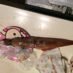 友達とヤリイカ釣り