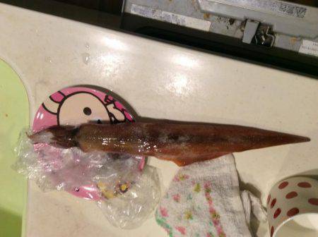 友達とヤリイカ釣り