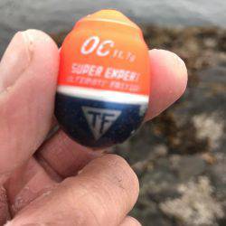 宇和島沖磯グレ