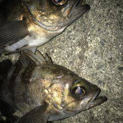 プラグで良型メバル！