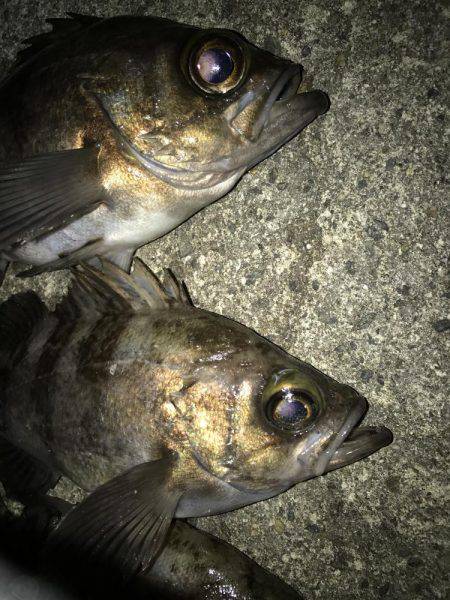 プラグで良型メバル！