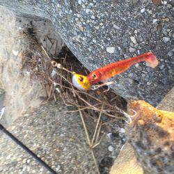 2017 釣り部活動開始です。