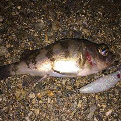 初めてのメバル プラッキング。