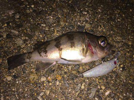 初めてのメバル プラッキング。