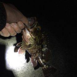 グレ釣りからカサゴ釣り