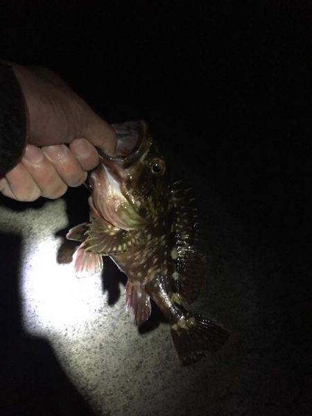 グレ釣りからカサゴ釣り