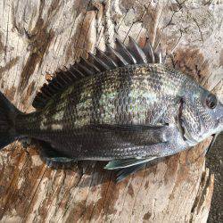 釣り上げるまでわからんなぁ。