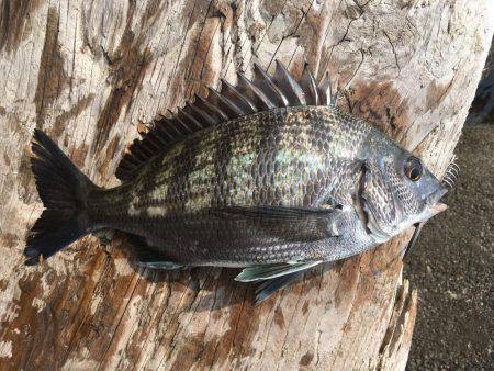 釣り上げるまでわからんなぁ。