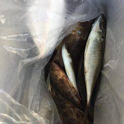 串本のアジング