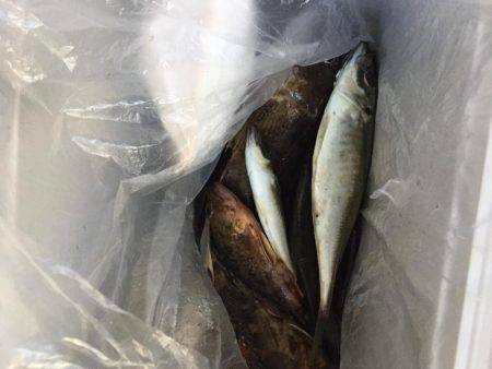 串本のアジング