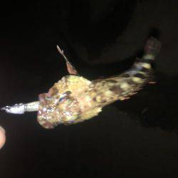 シーバスからのメバリング