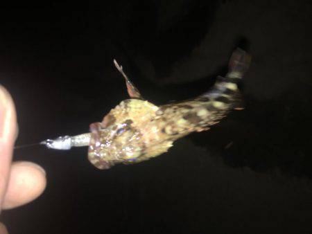 シーバスからのメバリング