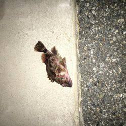 自作キャロで粘りました