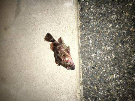 自作キャロで粘りました