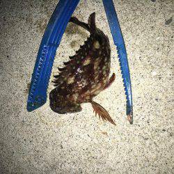 お魚さがしてあっちコッチ