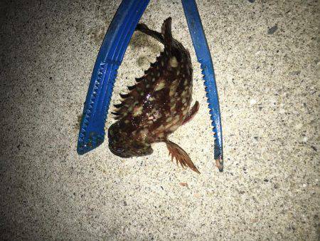 お魚さがしてあっちコッチ