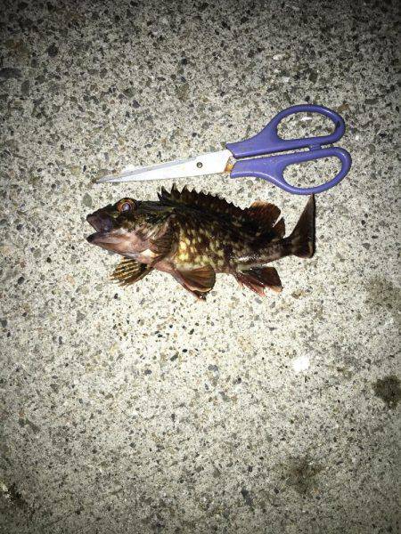 ロックフィッシュだよ