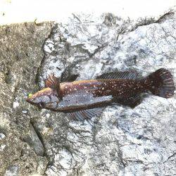 釣れない時は釣れる釣りを