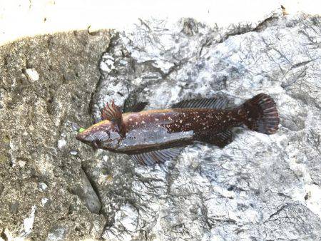 釣れない時は釣れる釣りを
